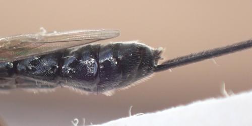 Dolichomitus sp.